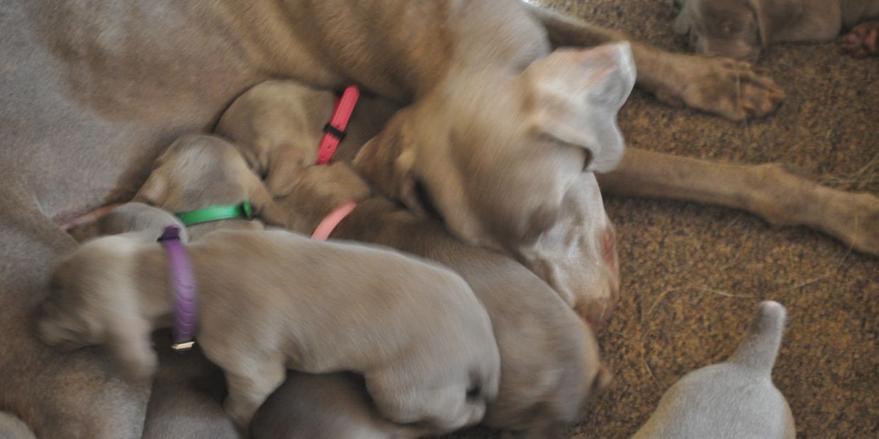 Stunning Weimaraners weimaraner Puppy Collar, Dog Toys, Dog Crate